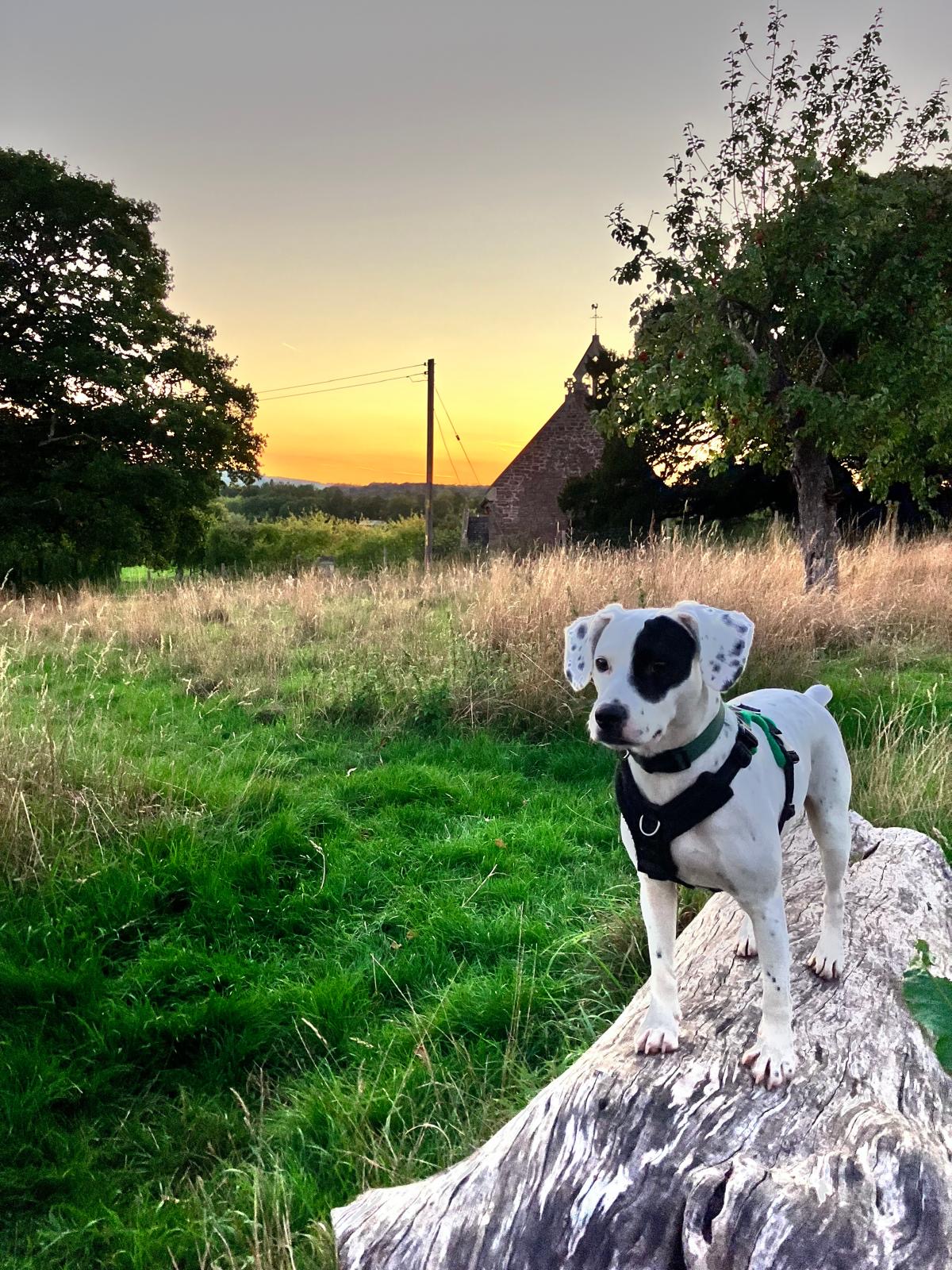 Eira one of the Happy Paws Outdoors dogs
