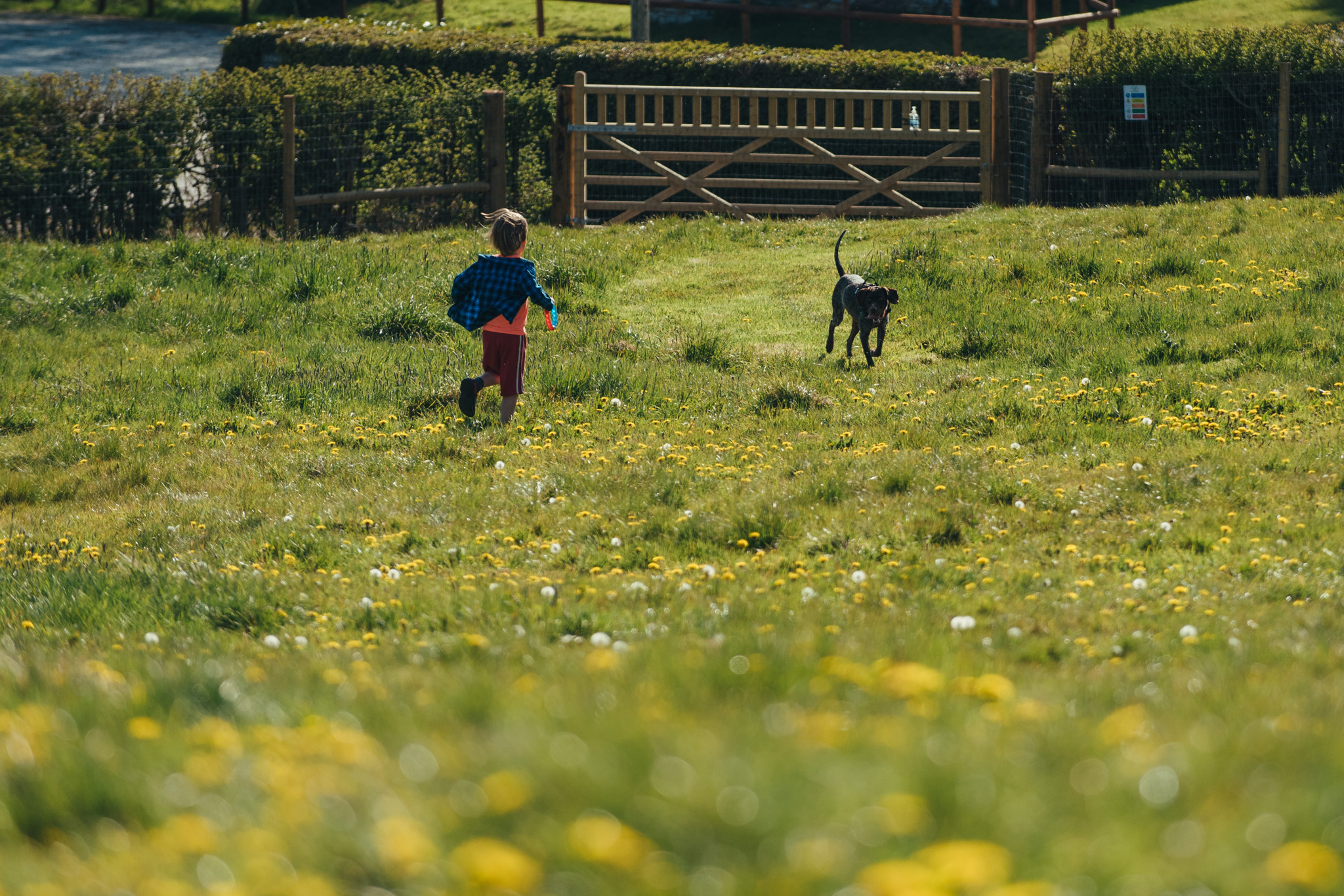 child and dog playing in secure field