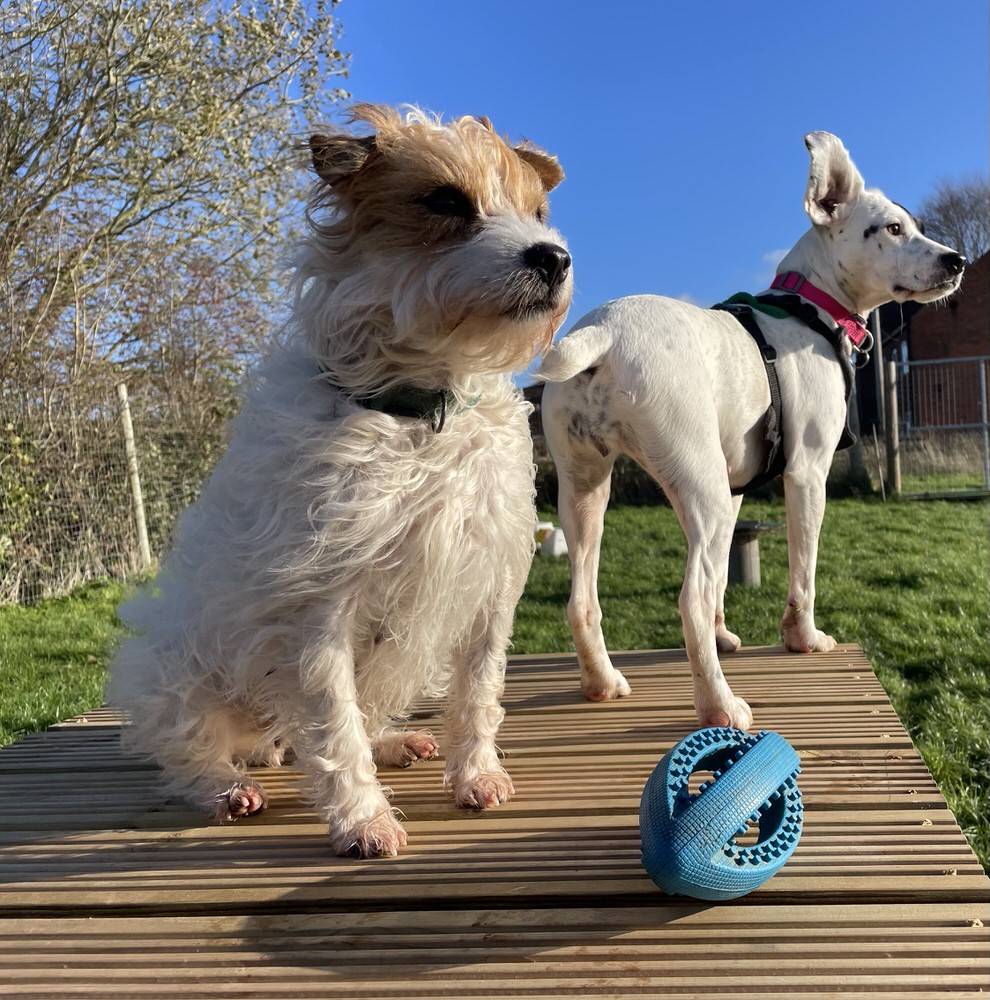 The dogs of Happy Paws Outdoors 