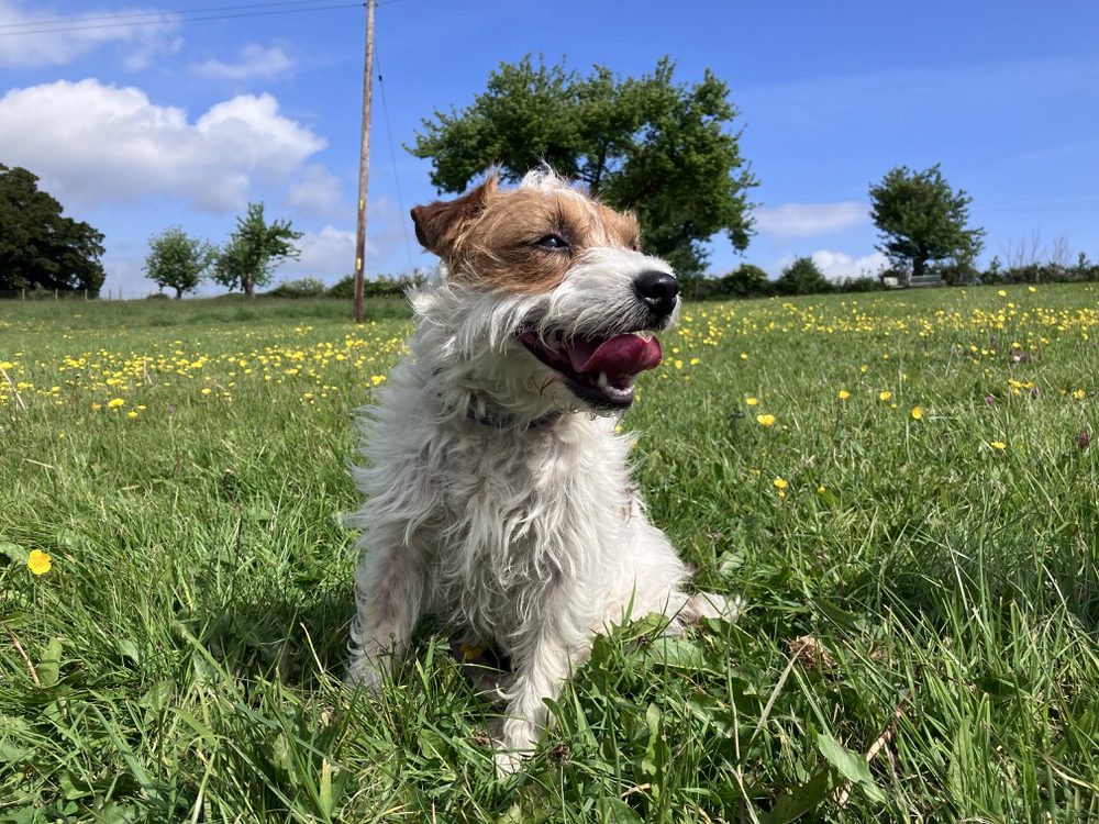 Pip one of the Happy Paws Outdoors dogs