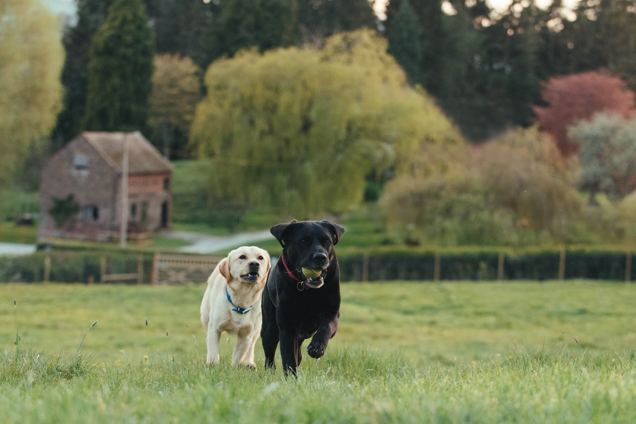 two dogs playing fetch in secure dog field